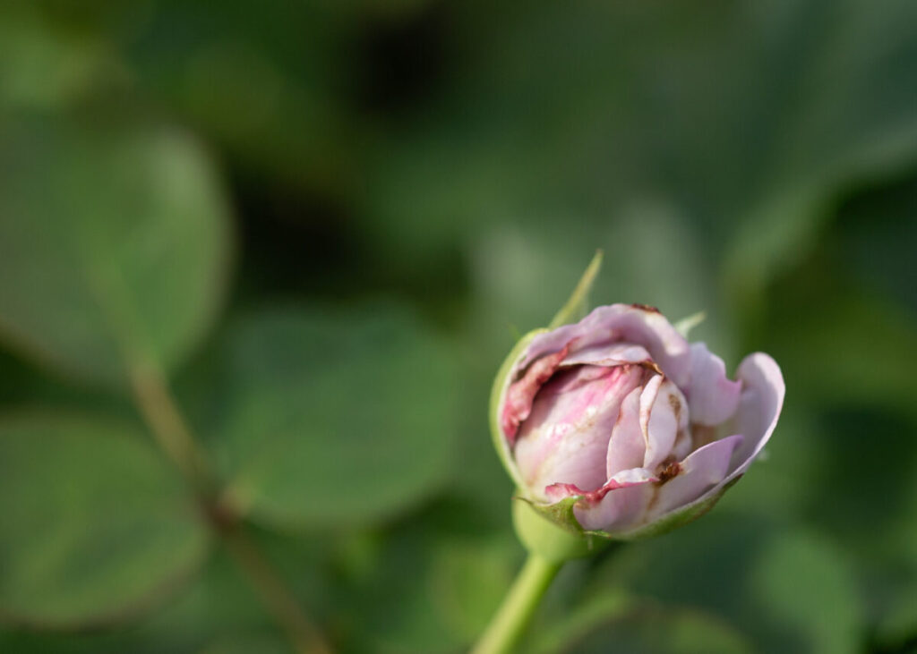 レヴリ 蕾 花弁の傷み 2026年7月