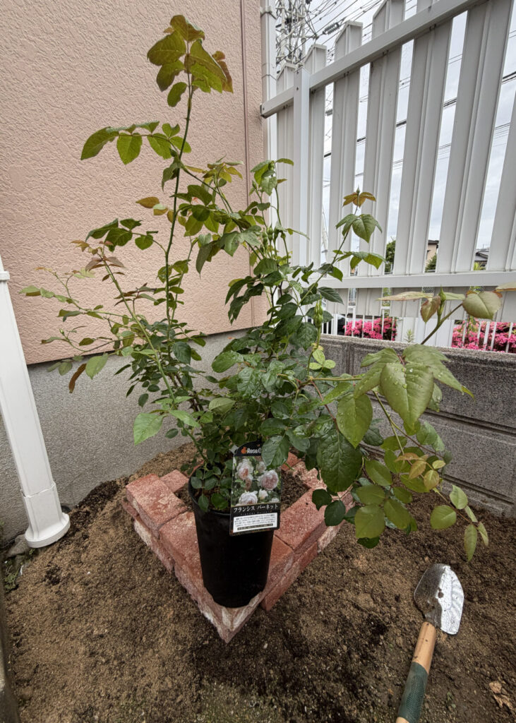 フランシスバーネット 植え付け前 大苗 2026年6月